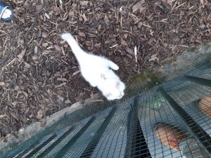 The image shows Banjo standing on the mulch of his yard, kept inside by chicken wire that has been added to the iron fencing. He's a small, white cat with fluffy fur and blue eyes. His tail is sticking straight up and out behind him, swishing a little as he stares intently at the tip of a black umbrella, moving up the other side of the chicken wire. The picture also shows brown leather shoes on the pavement outside the yard (mine), and the sandaled feet of another person within the yard, behind the cat. 