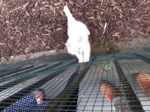 The image shows Banjo standing on the mulch of his yard, kept inside by chicken wire that has been added to the iron fencing. He's a small, white cat with fluffy fur and blue eyes. His tail is sticking straight up and out behind him, swishing a little as he stares intently at the tip of a black umbrella, moving up the other side of the chicken wire. His paws are up on the chicken wire as he tries to bat at the umbrella. The picture also shows brown leather shoes (mine), and one red sandal and blue skirt with white polka dots (Tegan's) on the pavement outside the yard