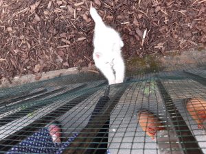 The image shows Banjo standing on the mulch of his yard, kept inside by chicken wire that has been added to the iron fencing. He's a small, white cat with fluffy fur and blue eyes. His tail is sticking straight up and out behind him, swishing a little as he stares intently at the tip of a black umbrella, moving up the other side of the chicken wire. His paws are up on the chicken wire as he tries to bat at the umbrella. The picture also shows brown leather shoes (mine), and one red sandal and blue skirt with white polka dots (Tegan's) on the pavement outside the yard