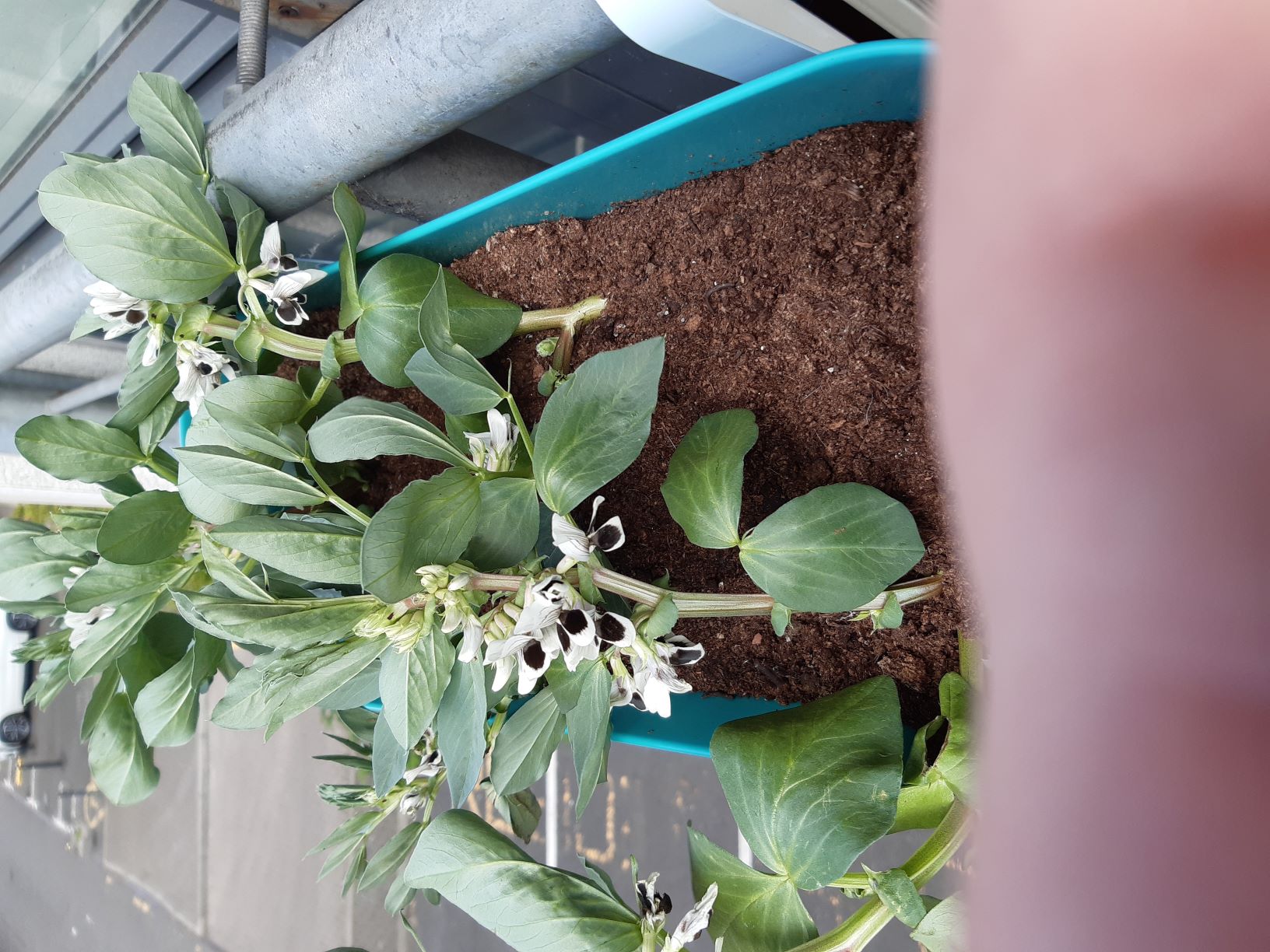 The image shows a turquoise window box attached to a sturdy railing over a parking area. The brown soil has several dwarf broad bean plants with white and black flowers. 