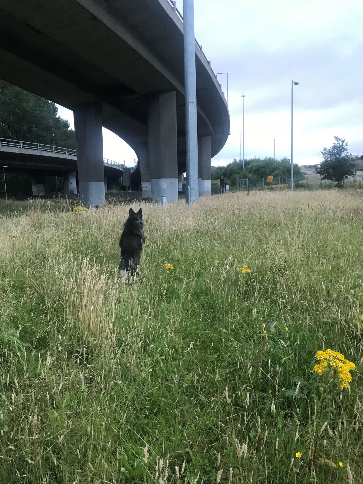 The same scene - tan and green field with yellow flowers and looming overpass. The dog is now mid-leap, facing away from the camera as she bounces after a thrown pebble. Her fur is black, and her ears are two black triangles as she bounds through the tall grass. 