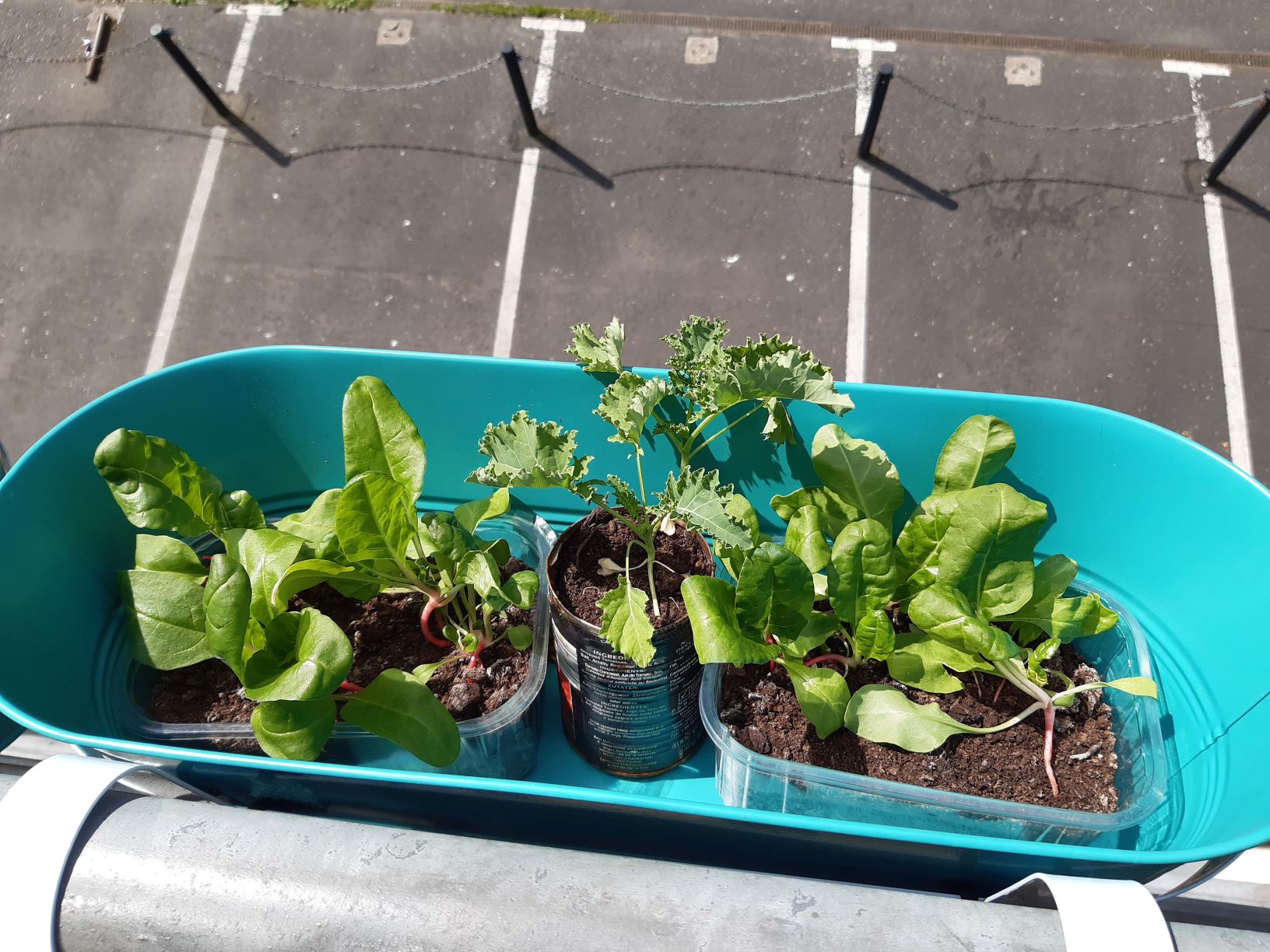 The image shows three cans and a plastic container inside a turquoise window box. The containers contain soil and some chard and kale plants. The parking area below is visible in the background