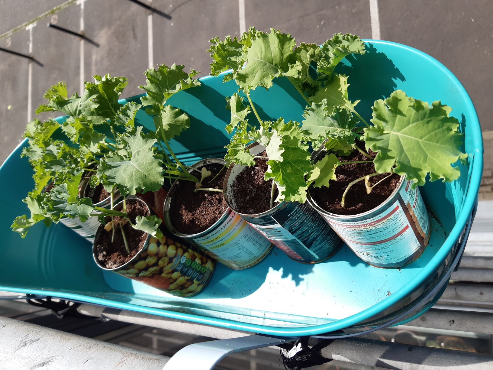 Image shows give cans with kale growing in them. The cans are in another turquoise window box, attached to the railing with hooks and parachute cord. 