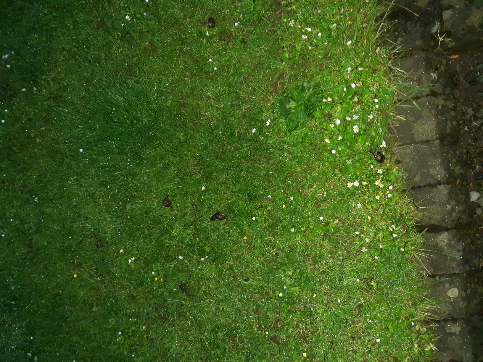 This image shows the lawn at the edge of the courtyard's gravel section. The grass is spotted with closed daisies and buttercups. There are 6 snails in an area of about one or two square meters