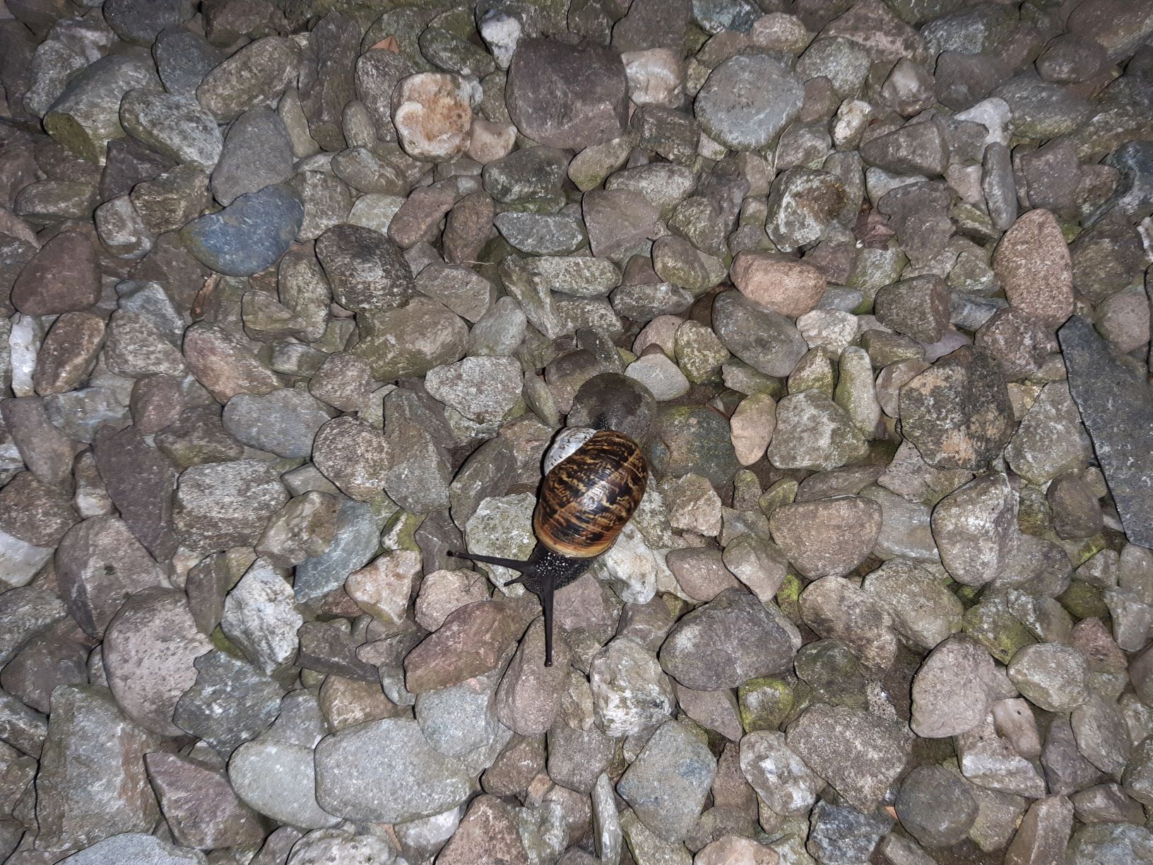 Snail on gravel. This snail has a brindled brown and tan pattern on its shell, with the tip of the cone on its right side (left side of the picture) white. I can't tell if it had some sort of residue on it, or the shell is just white. Its eyestalks are extended, looking for something tastier than gravel. 