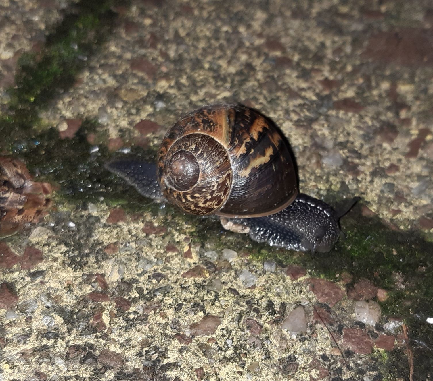 A snail on the brick walkway, moving along a line of moss between bricks. Its shell has the same pretty brown and tan pattern, and its pebbly dark gray skin has a white dotted line down the back of its neck starting between its eyes. The eye stalks are less extended than the others, but still looking around. 