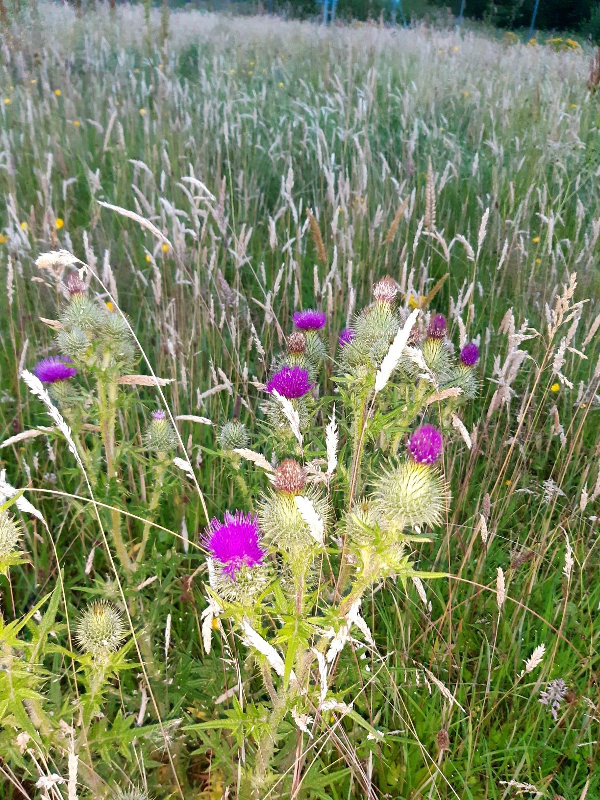 The image shows a Scottish thistle. The leaves are very spiky. The floweriug is a ball of spikes maybe an inch or two in diameter, with a bright purple tuft at the top. It is a more imposing flower than any of the thistles I encountered in the United States