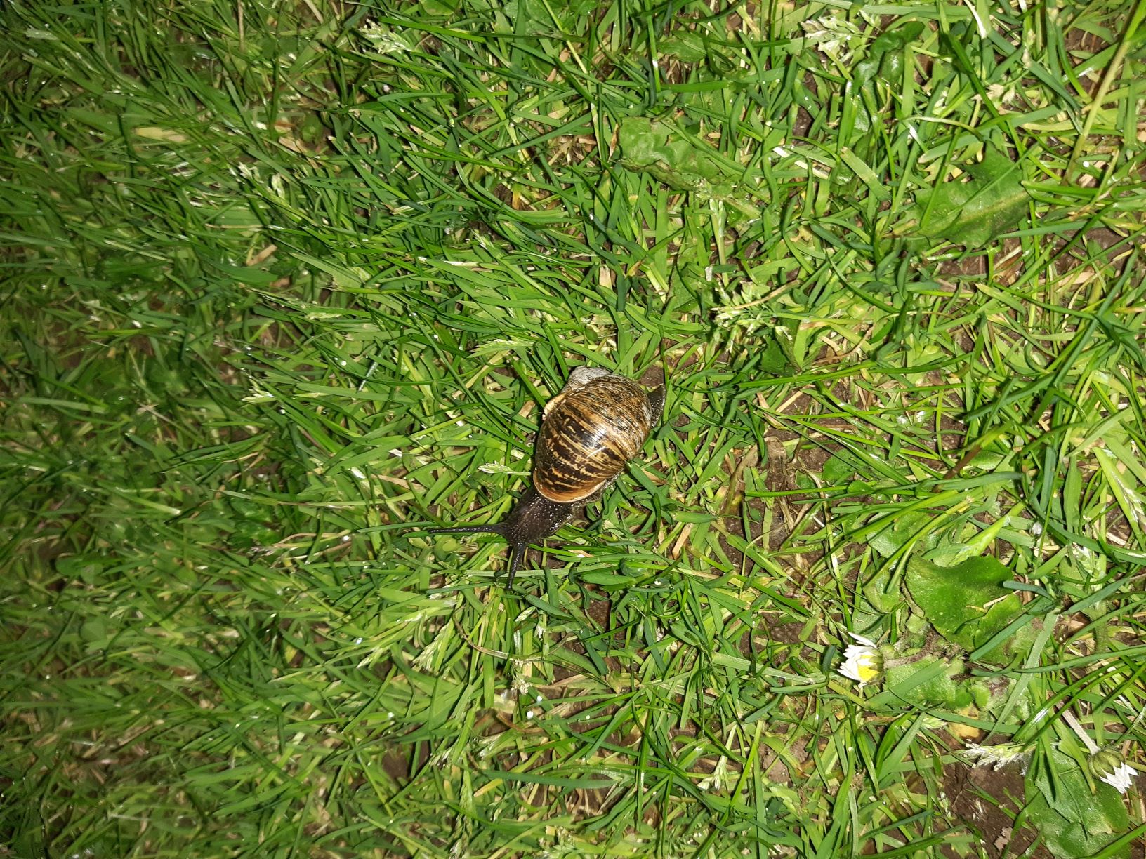 The image shows a garden snail on grass. There's a daisy in the bottom left corner of the picture, closed up for the night. The snail has a brindled brown and tan shell, and dark pebbly skin. Its eyestalks are extended, actively searching around. It seems interested in the world around it. 