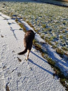 Image shows Raksha, a mid-sized black dog with tan legs, walking away from the camera. She's at the edge of a snow-covered path, about to step onto some slightly snowy grass. It's sunny, but it's clear that the sun is pretty low in the sky, as the dog's shadow is long going off to the side. 