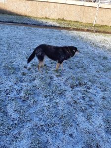 The image shows Raksha, a mid-sized black dog with tan legs and cheeks looking off to the right of the camera. Her tail is wagging low behind her, and her ears are flopped down in an ingratiating manner. She's looking as fuzzy and harmless as she can make herself, in the hopes that the approaching person will pet her. 