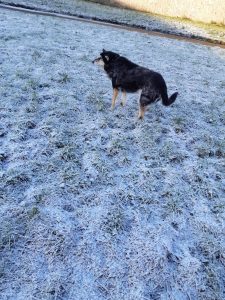 The image shows Raksha, a mid-sized black dog with tan legs and cheeks now facing to the left of the camera, watching the stranger leave. Her tail is slightly curled up, and not wagging anymore, and her ears are pointed toward the receding human, as if to catch any sound that might indicate an interest in her.