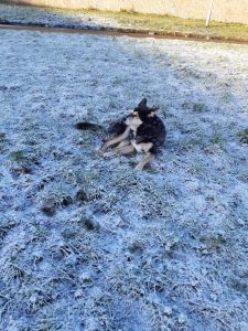 The image shows Raksha, a mid-sized black dog with tan legs, cheeks, and eyebrows., lying on the ground, her nose pointed to the left of the camera, and her ears pointed to the right. She's taking in her surroundings all at once. 