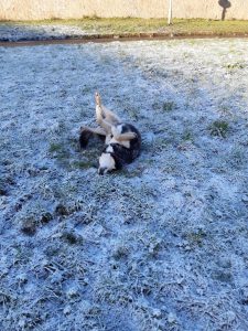 The image shows Raksha, a mid-sized black dog with tan legs and cheeks, a bit of white on her throat, and a white belly, rolling and flailing on her back, all four paws up in the air, and nose pressed against the snowy grass. 