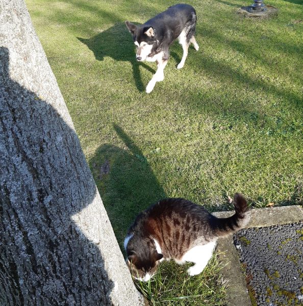 The image shows a brindled black, gold, and gray cat with white legs eating grass at the base of a tree, in the foreground of the photograph. Further back, on sun-lit grass, is a medium-sized dog, approaching the tree. She's black with creamy fur on her legs, eyebrows, and cheeks. Her large, pointed ears are aiming in two different directions. Both animals have their fur glowing with sunlight.