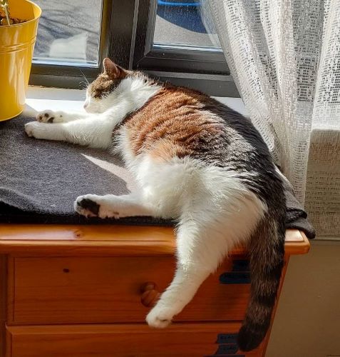 The image shows a cat sleeping in the sun by a window, on top of a small dresser. The cat's legs, shoulders, neck, and muzzle are pure white, and velvety soft. His sides are glowing golden-brown in the sunlight, with a hint of black stripes. You can tell, looking at him, that while his fur isn't very long, it's very thick. His rump and tail show the black stripes a little more, with some gray. His upper cheeks, temples, and ears are the same brindled golden-brown and gray with black as his back. He's lying on his right side, with his right leg and tail dangling over the edge of a light brown wooden dresser. There's a fleece blanket on top of the dresser. His head is using the windowsill as a pillow, and his front legs are sticking out toward a yellow flowerpot with something growing in it. Through the window, you can see an asphalt parking lot with the bumper of a blue car. The window frames are black, and there's a white lace curtain covering the rightmost half of the righthand window. 