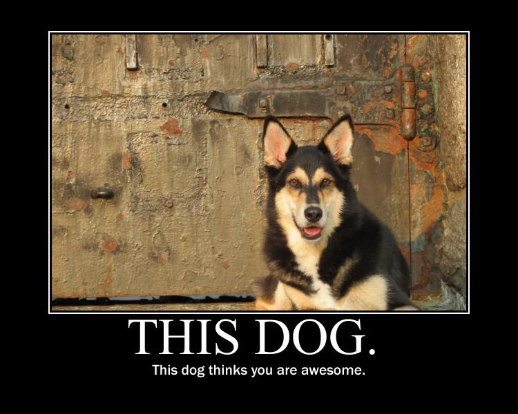 The image shows a dog lying in front of the rusted door of a fort from the American Revolution. She's a German Shepard/Husky mix looking at the camera