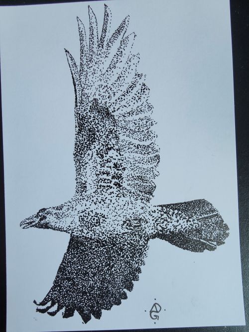 The image is a stippled (made of lots of little dots) of a raven in flight. It is seen from below and the side, with more light on the wing and side closer to the viewer. It's not a perfect drawing, but it's pretty good. 