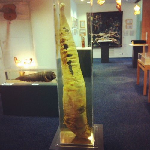 Whale penises at the Phallological Museum in Reykjavik