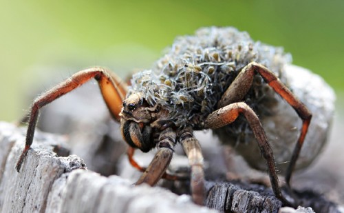 Wolf_spider_babies