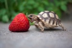 baby-turtle-eats-strawberry