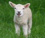 cute-lamb