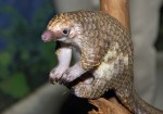 pangolin