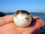 BabyPufferFish