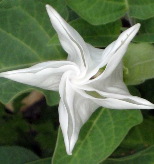 Moon-Flower-Blooms