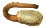 geoduckclam