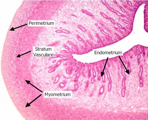 Uterus