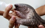 baby-pangolin2