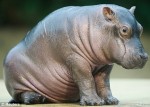 babyhippo