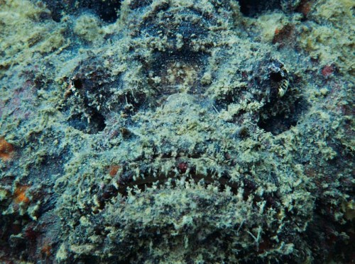 stonefish