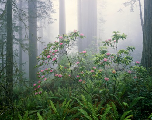 Coast Redwood (Sequoia sempervirens) forest interior with Pacific Rhododendrons (Rhododendron macrophyllum) Lady Bird Johnson Grove, Redwood National Park, California