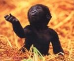 baby-gorilla