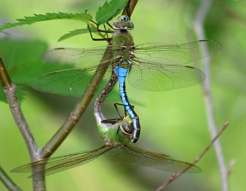 mating_anax_junius