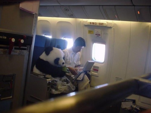 pandaplane