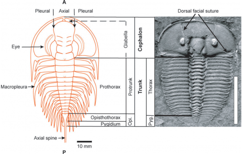 trilobiteanat