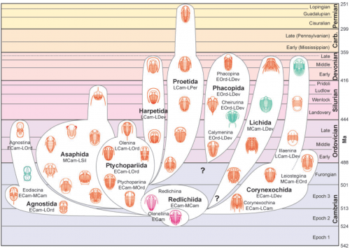 trilobiterichness