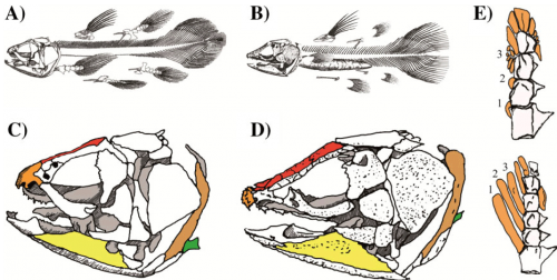 actinistian_bones