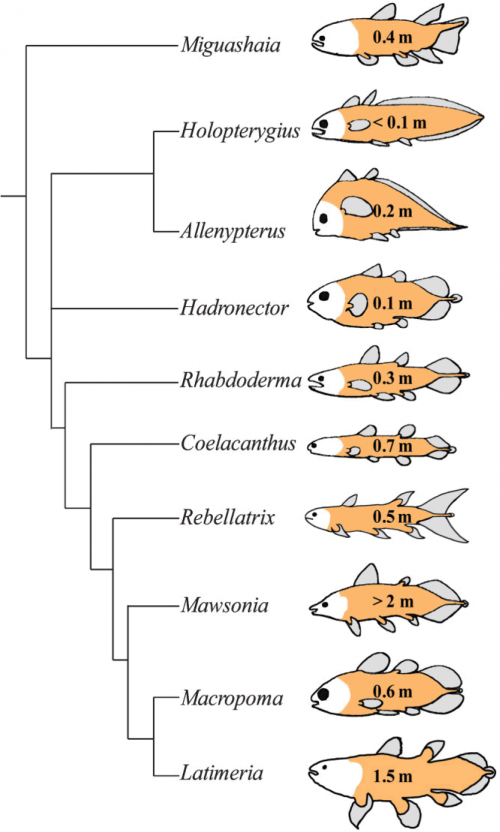 coelacanth_fossils