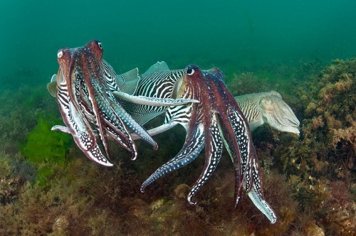 cuttlepals