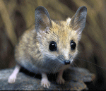 dunnart