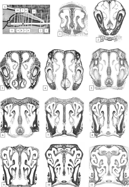 mousesinuses-3