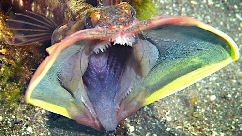 sarcasticfringehead