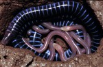 caecilian babies