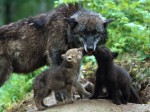 Wolf cubs kissing their mother