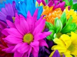 colorfulFlowers