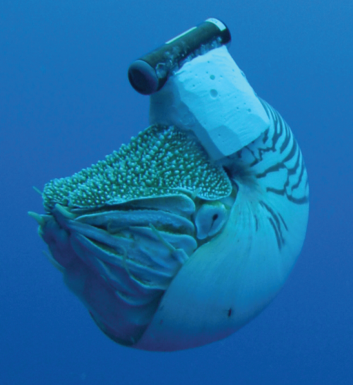 nautilus-with-transducer