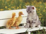 duckskitten